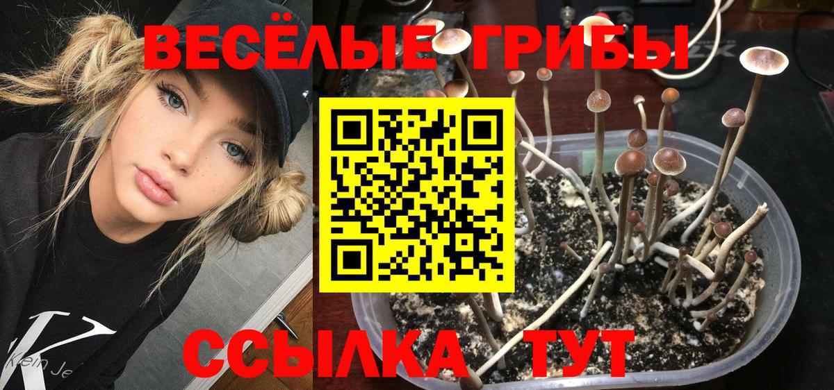 Псилоцибиновые грибы MAGIC MUSHROOMS  Вход с VPN  Галлюциногенные грибы Cubensis  Владимир 